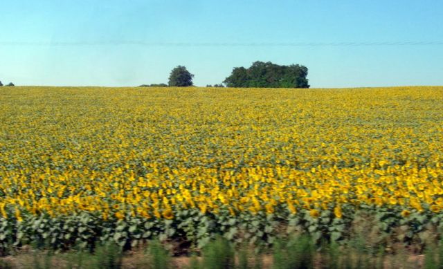 Zdjęcia: południowy wschód Francji, słonecznikowe pole, FRANCJA Zdjęcia: południowy wschód Francji, słonecznikowe pole, FRANCJA