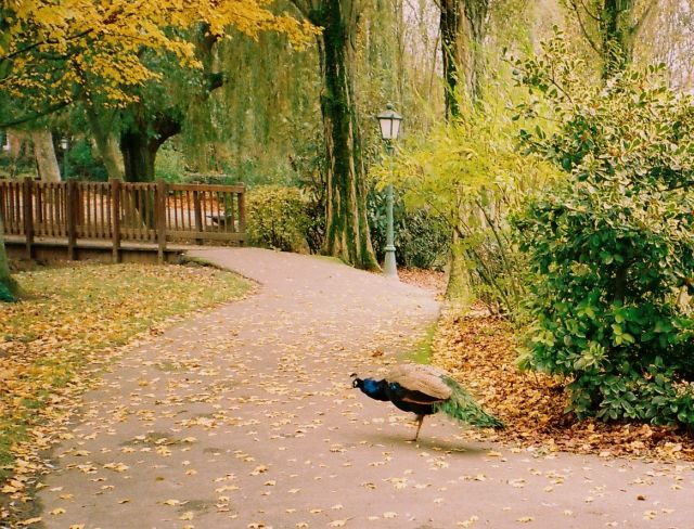 Zdjęcia: Arques, pólnocna Francja, park w Arques-to NAPRAWDĘ styczeń !!, FRANCJA Zdjęcia: Arques, pólnocna Francja, park w Arques-to NAPRAWDĘ styczeń !!, FRANCJA