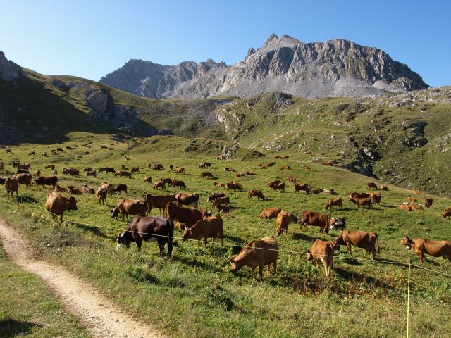 Zdjęcia: Vanoise, rejon Vanoise, Tour of the Vanoise, FRANCJA Zdjęcia: Vanoise, rejon Vanoise, Tour of the Vanoise, FRANCJA