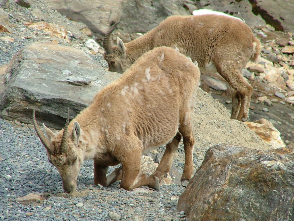 Zdjęcia: Masyw Mont Blanc, okolice Chamonix, Alpejska fauna, FRANCJA Zdjęcia: Masyw Mont Blanc, okolice Chamonix, Alpejska fauna, FRANCJA