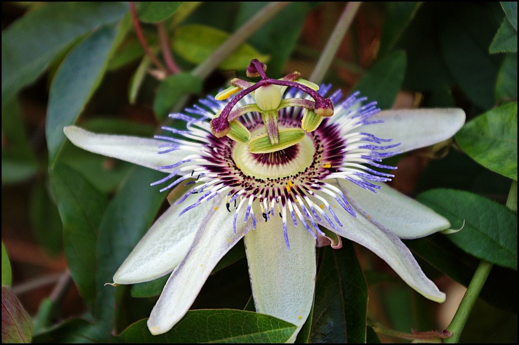 Zdjęcia: Cargèse, Korsyka, Passiflora, FRANCJA Zdjęcia: Cargèse, Korsyka, Passiflora, FRANCJA