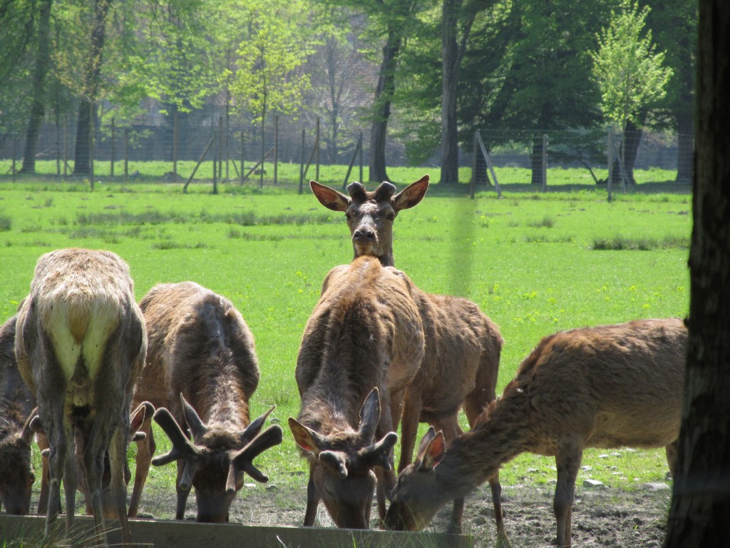 Zdjęcia: Vizille -park na terenie Chateau Vizille, Rodan-Alpy, wspólny posiłek, FRANCJA Zdjęcia: Vizille -park na terenie Chateau Vizille, Rodan-Alpy, wspólny posiłek, FRANCJA