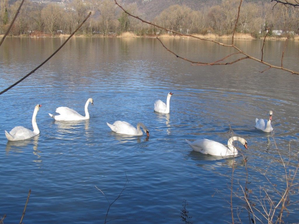 Zdjęcia: rzeka L'Isere, Rodan-Alpy, łabędzie, FRANCJA Zdjęcia: rzeka L'Isere, Rodan-Alpy, łabędzie, FRANCJA