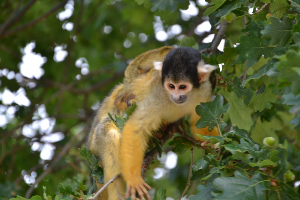 Zdjęcia: zoo, ardeche, małpka, FRANCJA Zdjęcia: zoo, ardeche, małpka, FRANCJA
