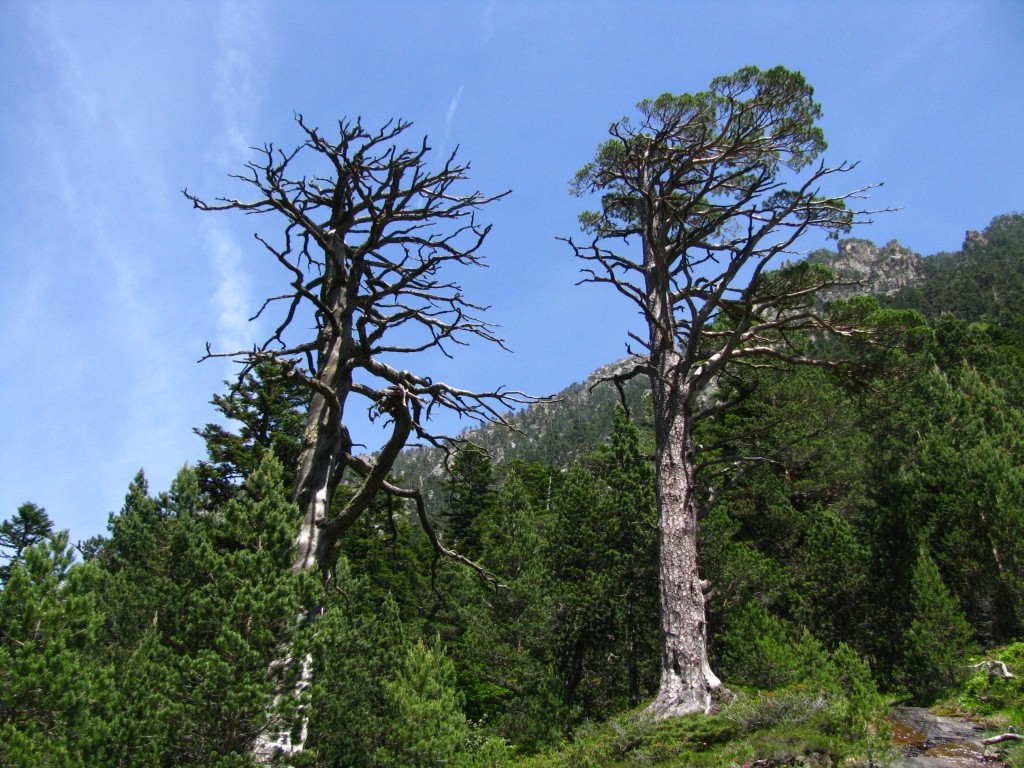 Zdjęcia: okolice Cauterets, Midi-Pyrenees, trekking Cauterets - Lac du Gaube, FRANCJA Zdjęcia: okolice Cauterets, Midi-Pyrenees, trekking Cauterets - Lac du Gaube, FRANCJA