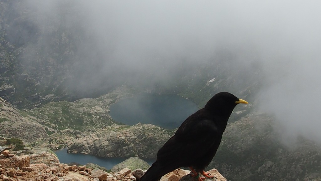 Zdjęcia: szlak GR20, Korsyka, Korsyka GR20, FRANCJA Zdjęcia: szlak GR20, Korsyka, Korsyka GR20, FRANCJA