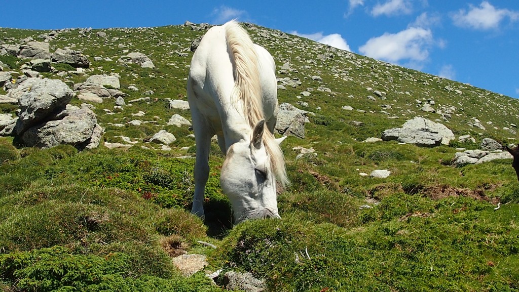 Zdjęcia: szlak GR20, Korsyka, Korsyka GR20, FRANCJA Zdjęcia: szlak GR20, Korsyka, Korsyka GR20, FRANCJA