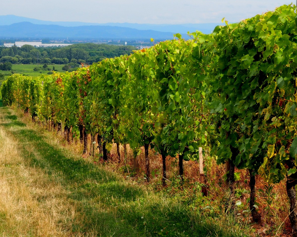 Zdjęcia: Katzenthal, Alzacja, winnica rodziny Spannagel..., FRANCJA Zdjęcia: Katzenthal, Alzacja, winnica rodziny Spannagel..., FRANCJA
