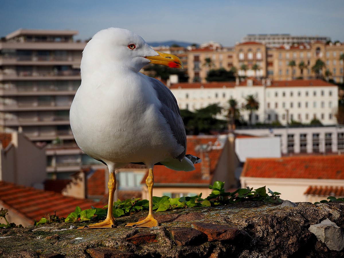 Zdjęcia: Cannes, Lazurowe wybrzeże, Obrazek z ptakiem ;p, FRANCJA Zdjęcia: Cannes, Lazurowe wybrzeże, Obrazek z ptakiem ;p, FRANCJA