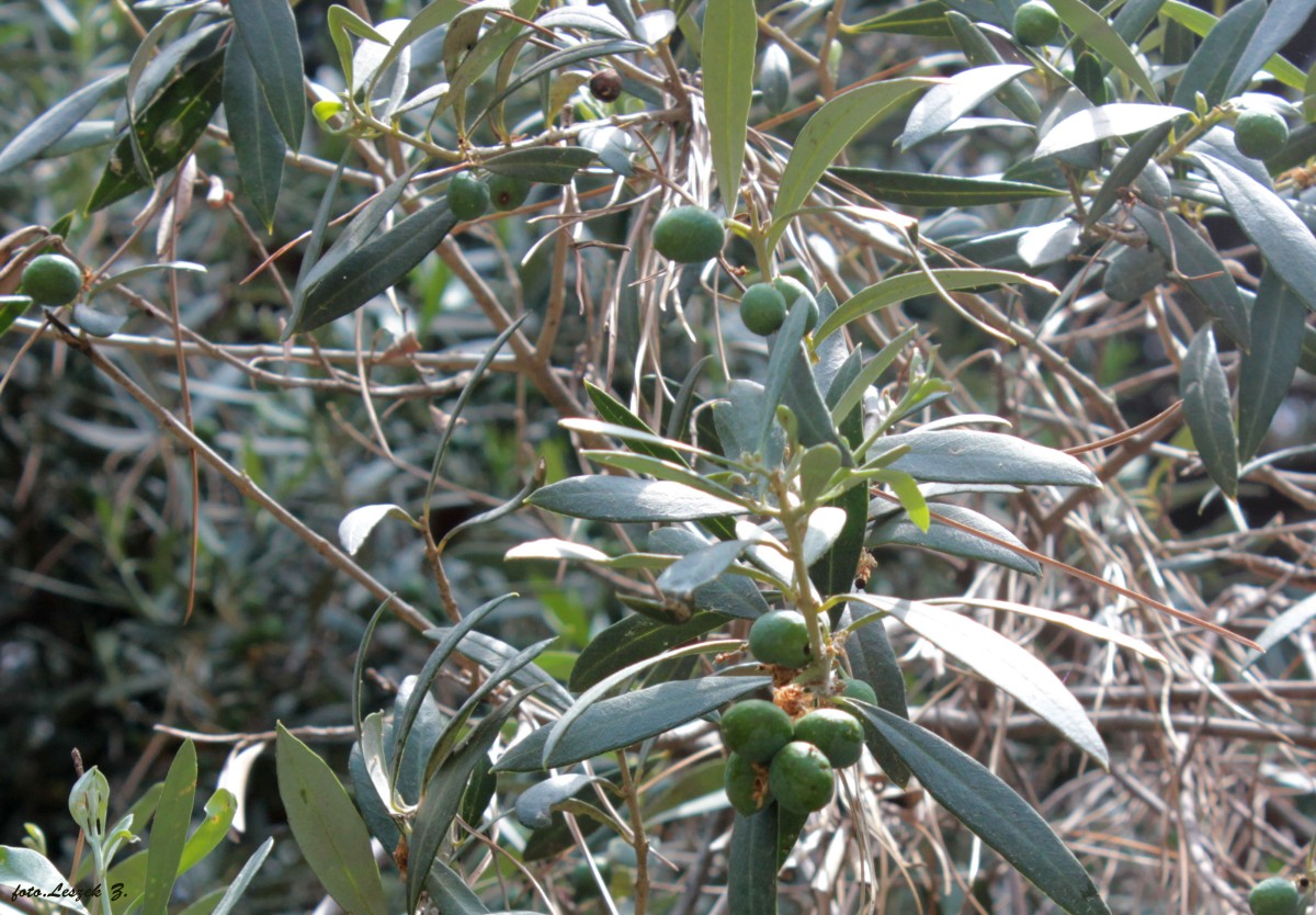 Zdjęcia: Nicea., Lazurowe Wybrzeże., Oliwka Europejska., FRANCJA Zdjęcia: Nicea., Lazurowe Wybrzeże., Oliwka Europejska., FRANCJA