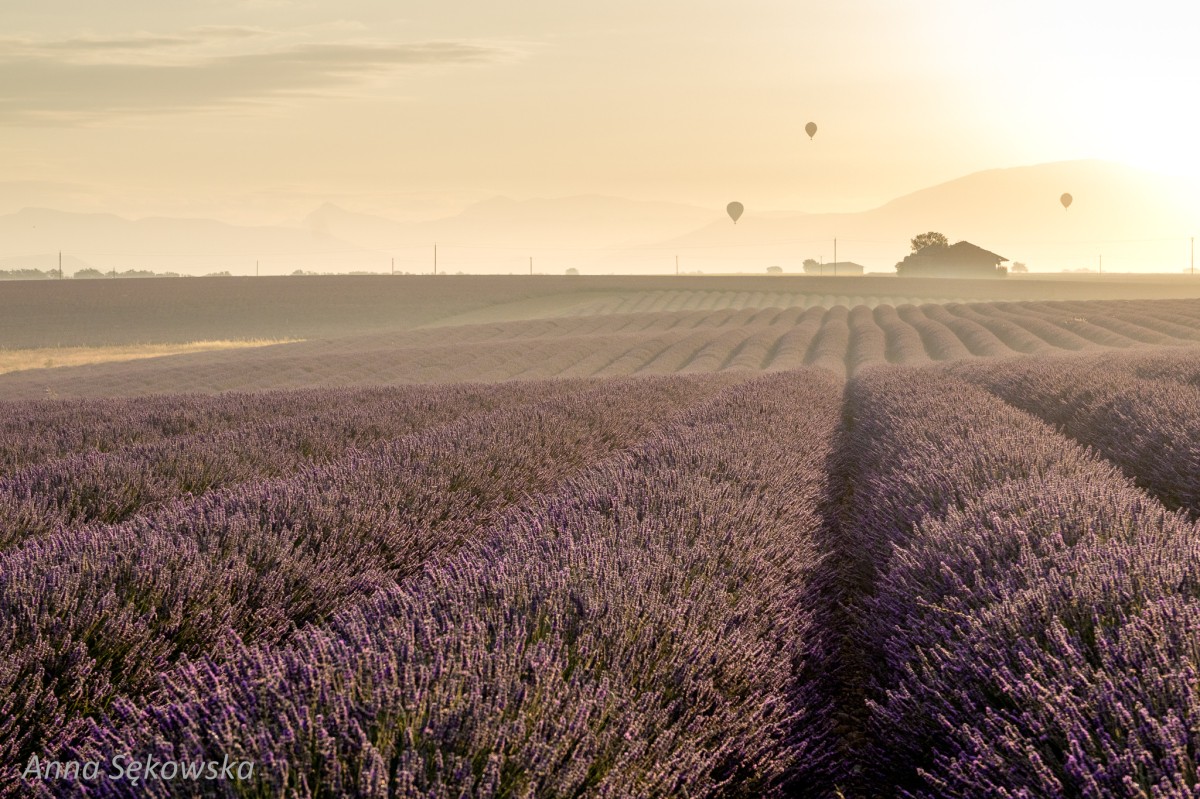 Zdjęcia: Plateau Valensole, Prowansja, Lawendowe pola Prowansji, FRANCJA Zdjęcia: Plateau Valensole, Prowansja, Lawendowe pola Prowansji, FRANCJA