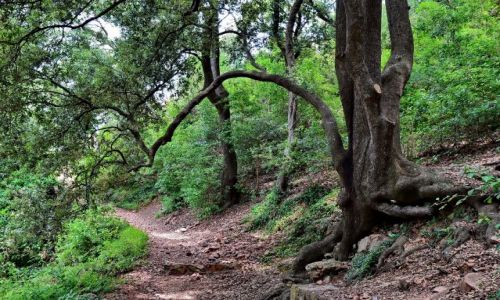 Zdjcie FRANCJA / Provance / Esterel Park / cieka przez grski las