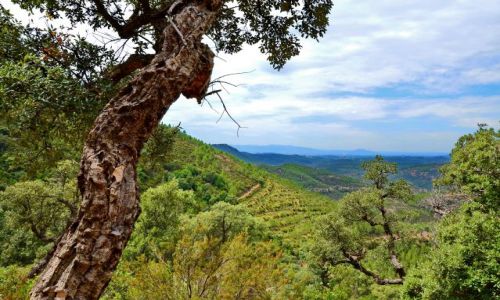 Zdjcie FRANCJA / Provance / Esterel Park / Poudniowa Prowansja