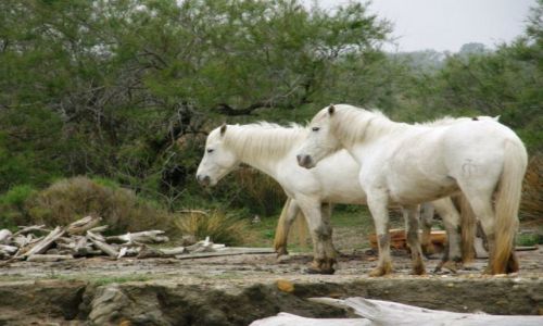 Zdjęcie FRANCJA / Prowansja / Park Natury Camargue / Białe konie z Camargue