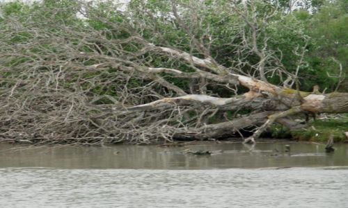 Zdjęcie FRANCJA / Prowansja / Park Natury Camargue / Drzewo w pozycji horyzontalnej