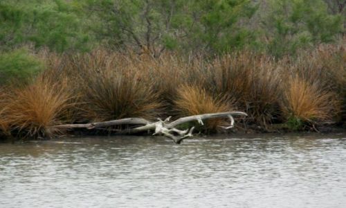 Zdjęcie FRANCJA / Prowansja / Park Natury Camargue /