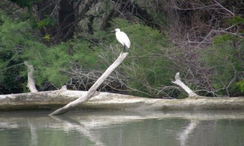 Zdjęcie FRANCJA / Prowansja / Park Natury Camargue / Czapla nadobna
