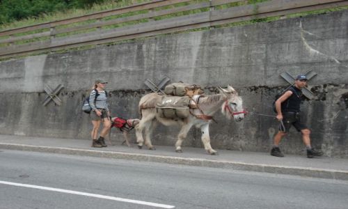 Zdjecie FRANCJA / ALPY / LES HOUCHES / SPACER Z OSIOKIEM