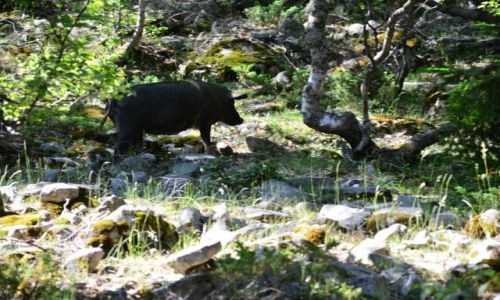 FRANCJA / Korsyka / Ciotullu-Manganu / Na szlaku_6_3