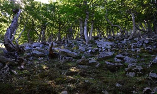 FRANCJA / Korsyka / Vizzavona-Capanelle / Na szlaku_9_3