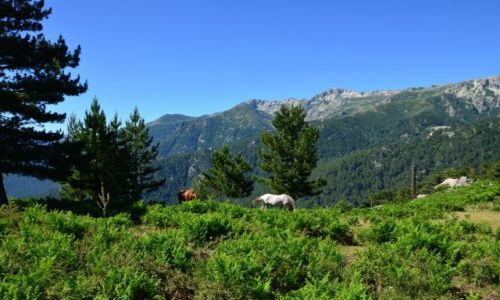 FRANCJA / Korsyka / Vizzavona-Capanelle / Na szlaku_9_4