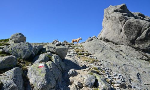 FRANCJA / Korsyka / Prati-Usciolu / Na szlaku_11_5