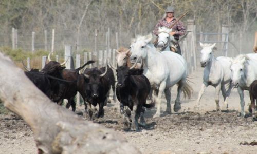 Zdjecie FRANCJA / - / Francja - Camargue / Francja - Camargue