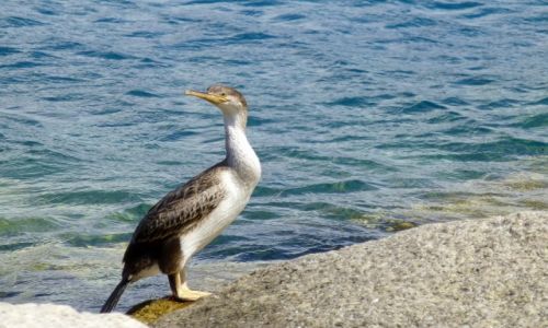 Zdjecie FRANCJA / Korsyka / Calvi / spotkany na nabrzeu portowym w Calvi