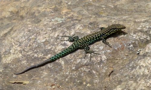 Zdjecie FRANCJA / Korsyka / wwz La Spilonca / salamandra korsykaska