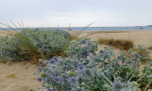 Zdj�cie FRANCJA / Korsyka / Zatoka de Liscia / pla�a nad Zatok� de Liscia