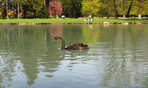 Zdjcie FRANCJA / Rodan-Alpy / Vizille -park na terenie Chateau Vizille / czarny abd