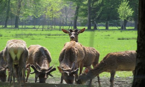 Zdjcie FRANCJA / Rodan-Alpy / Vizille -park na terenie Chateau Vizille / wsplny posiek