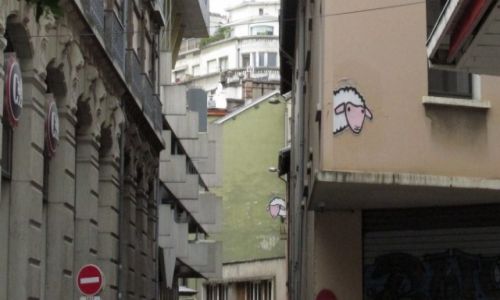 Zdjcie FRANCJA / Rodan-Alpy / Grenoble / uwaga owce