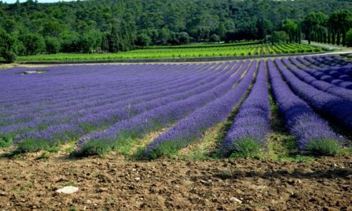 Zdjecie FRANCJA / provence / provence / lawendowe pole