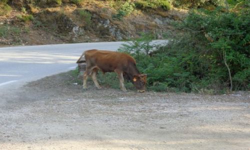 Zdjecie FRANCJA / Korsyka. / Na szlaku korsykaskim. / Rowerem na Korsyce.