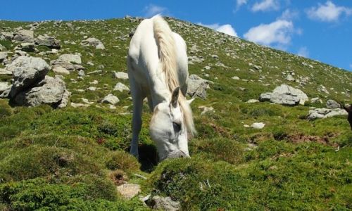 Zdjcie FRANCJA / Korsyka / szlak GR20 / Korsyka GR20