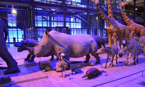 FRANCJA / Ile-de-France / Pary / Pary - Muzeum Historii Naturalnej