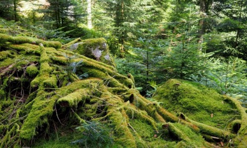 Zdjecie FRANCJA / Lotaryngia / Gerardmer / w drodze po widoki...