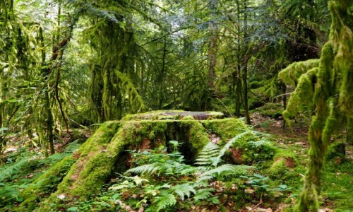 Zdjecie FRANCJA / Lotaryngia / Gerardmer / w gszczu lenej zieleni...