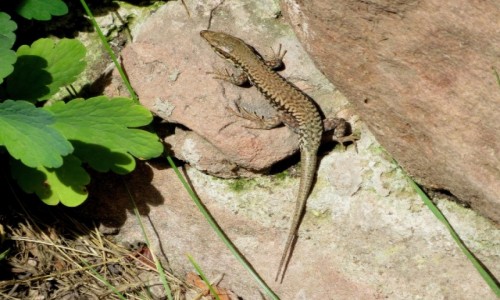 Zdjecie FRANCJA / Alzacja / Chteau du Haut-Kœnigsbourg, niedaleko Orschwiller / pomidzy malwami...