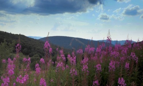 Zdjecie FRANCJA / Lotaryngia / Vosges / bdzie deszcz...