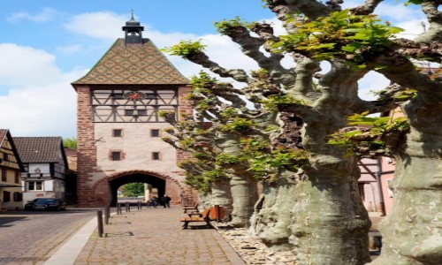 Zdjecie FRANCJA / Alzacja / Bergheim / Porte Haute...