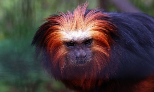 Zdjęcie FRANCJA / pldn zach / zoo  / spojrzenie