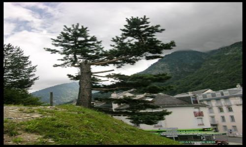 Zdjecie FRANCJA / Midi-Pyrénées / Cauterets / Sosna