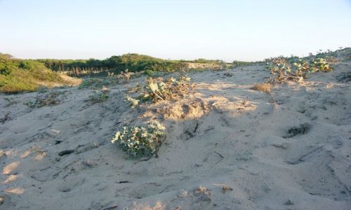 Zdjecie FRANCJA / Akwitania / Messanges / Wydma