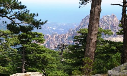 Zdjęcie FRANCJA / Korsyka / Col de Bavella / Foret de Bavella