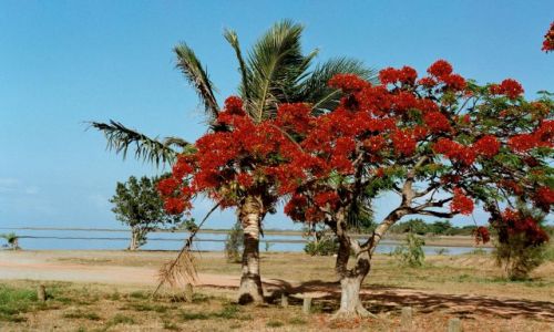 Zdjecie FRANCJA / Nowa Kaledonia / plaża / plaża