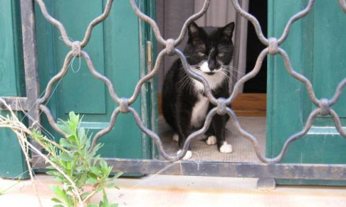 Zdjecie FRANCJA / Langwedocja / Saint Genis des Fontaines / Le chat