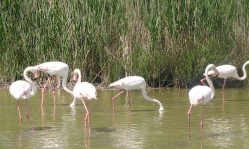 Zdjecie FRANCJA / Prowansja / Park Ornitologiczny / flamingi