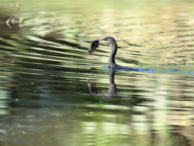 Zdjęcia: okolica Bandżul, kormoran etiopski ze zdobyczą, GAMBIA Zdjęcia: okolica Bandżul, kormoran etiopski ze zdobyczą, GAMBIA